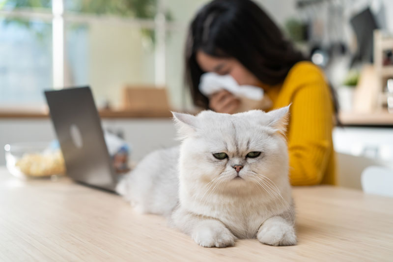 Woman sneezing in background with white cat perched on table in front of her.